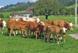 Landwirtschaft.jpg