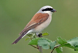 Web_Neuntoeter_Vogel.jpg