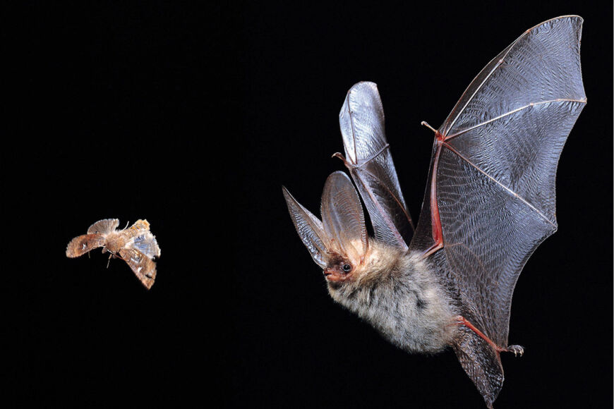 Fledermaus