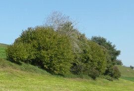 web_hecke_umweltstelle.jpg