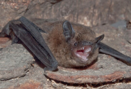 web_Wildwuchs_Zwergfledermäuse.jpg