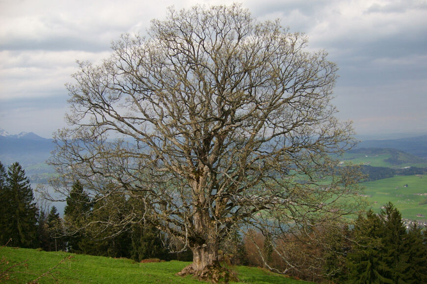 Seebodenbaum
