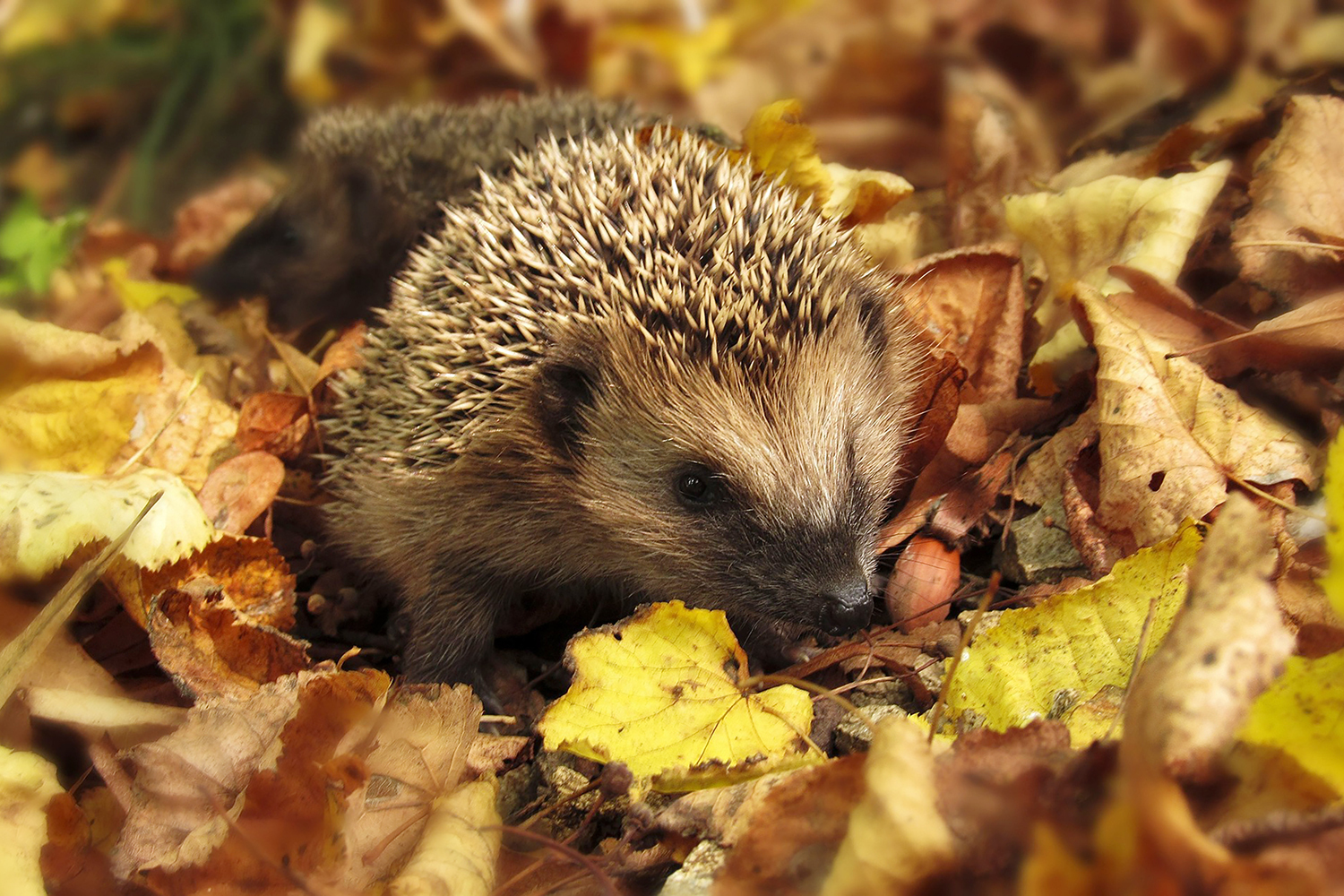 Igel