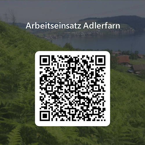 Adlerfarn