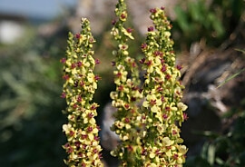 Web_Verbascum nigrum_Dunkle Königskerze.jpg