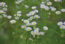 einjaehriges_berufskraut_erigeron_annuus_andreas_merz_klein.jpg