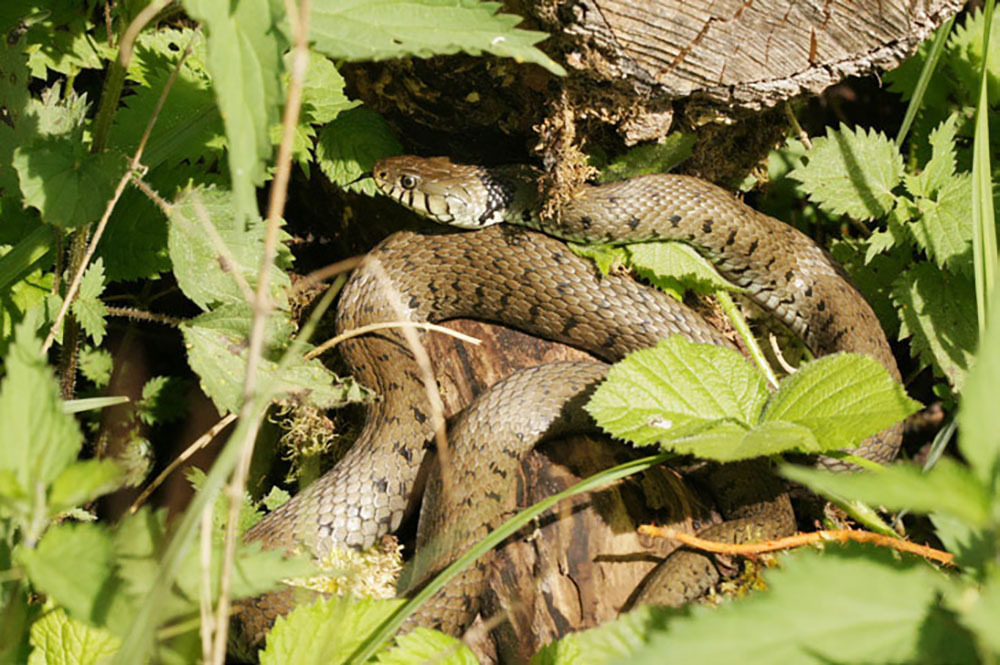 Barrenringelnatter