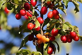 red-berries.jpg
