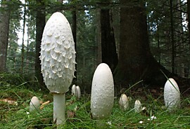 2024_Schopftintlinge_01.jpg