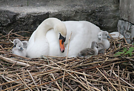 Web_Höckerschwan.jpg