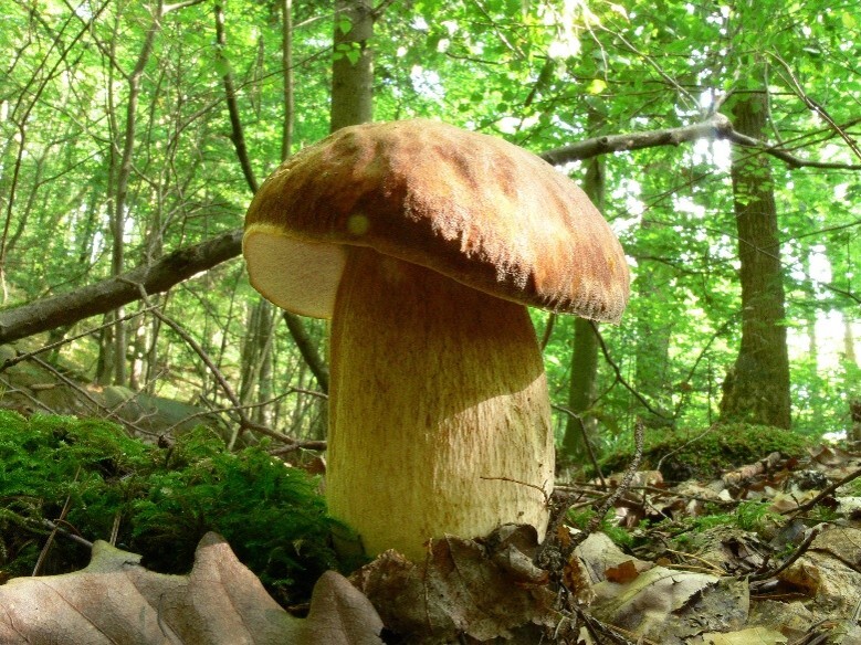 Steinpilz im Wald