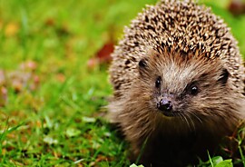Symbolbild Igel.jpg