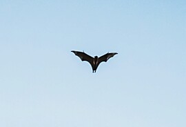 Symbolbild Fledermaus Unsplash.jpg
