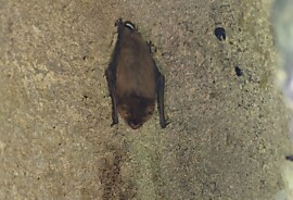 Fledermaus Infoanlass Bezirk Küssnacht.jpg